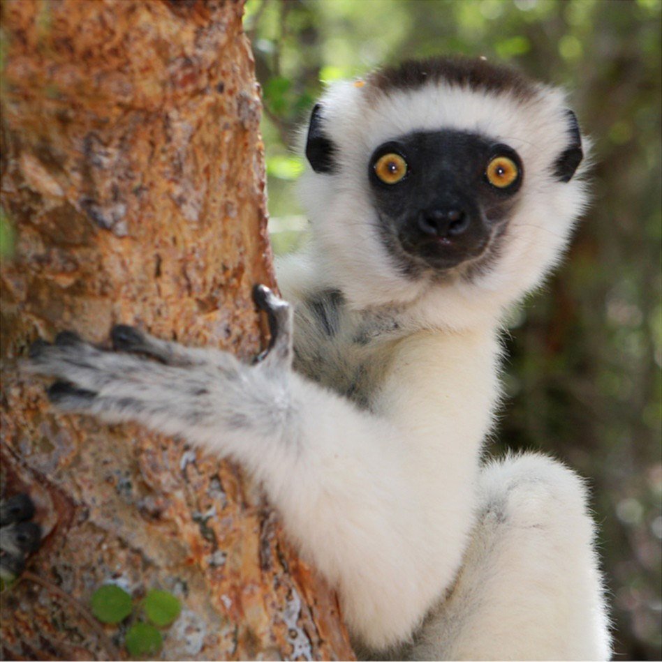 explore Madagascar