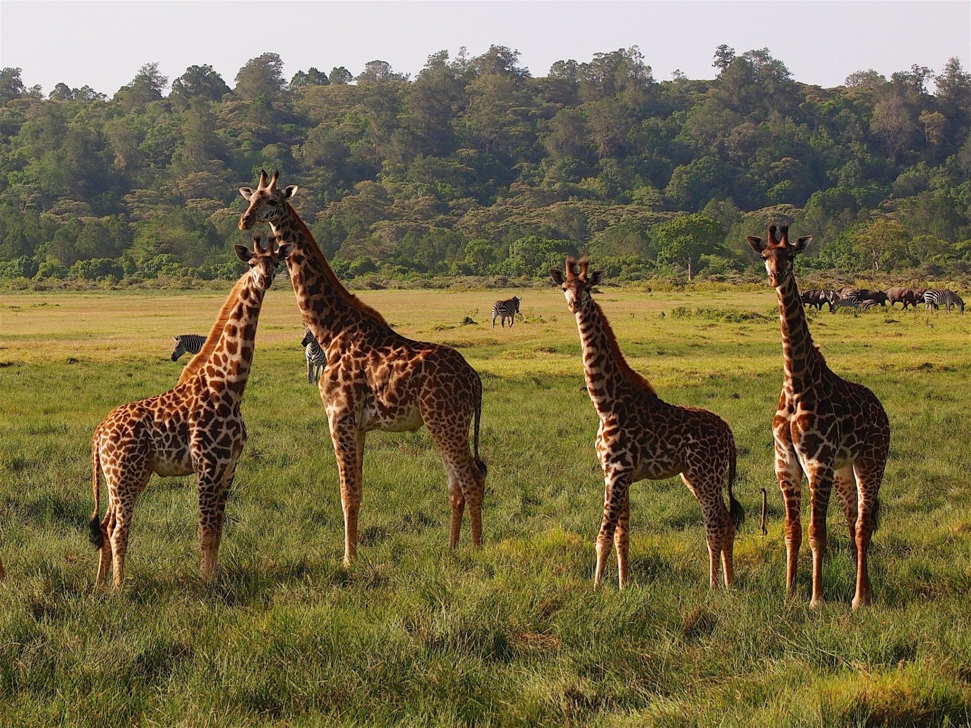 탄자니아 아루샤 국립공원 방문
