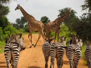 African animals featured in video