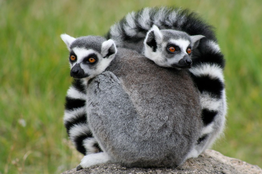 Madagaskarská zvířata - Afrika