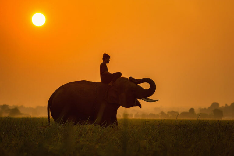 Tanzania elephant - Africa