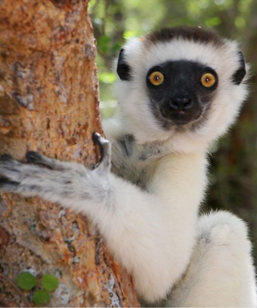 explore Madagascar